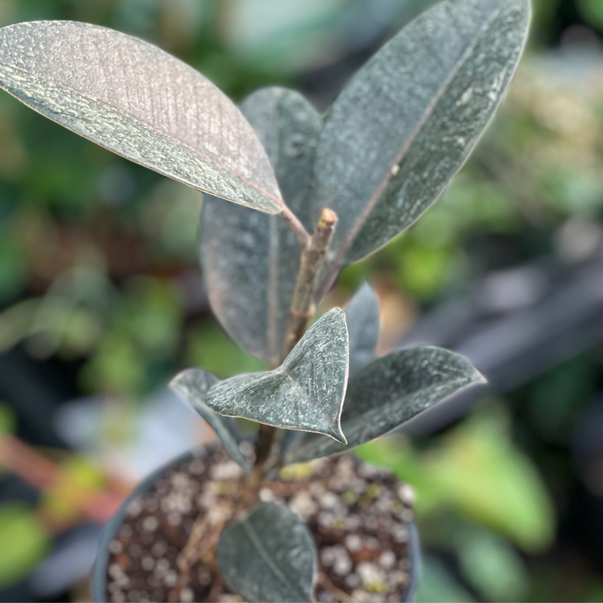 6” Burgundy Ficus Botany Tropicals