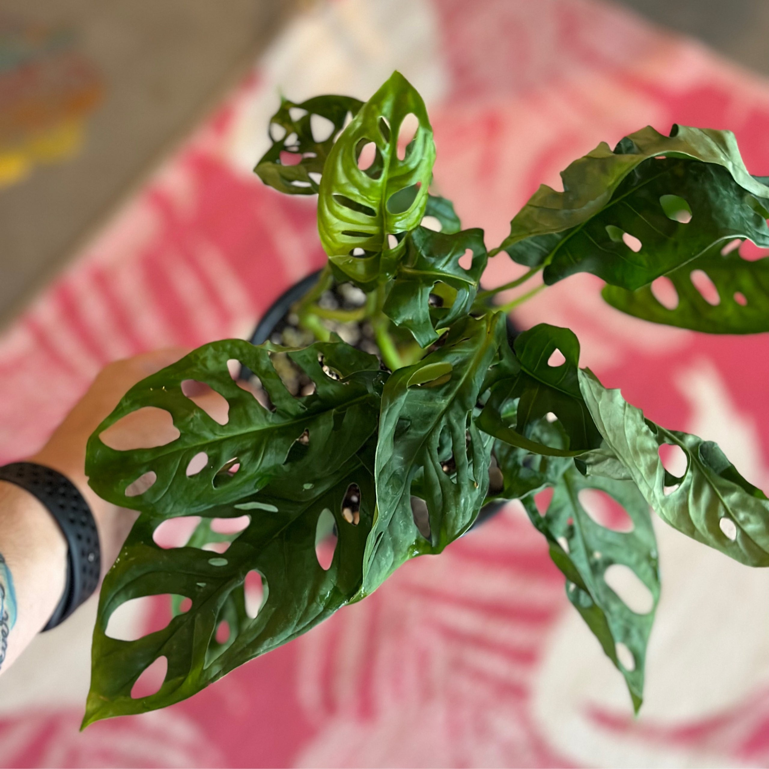 6” Monstera Obliqua Expilata | Botany Tropicals