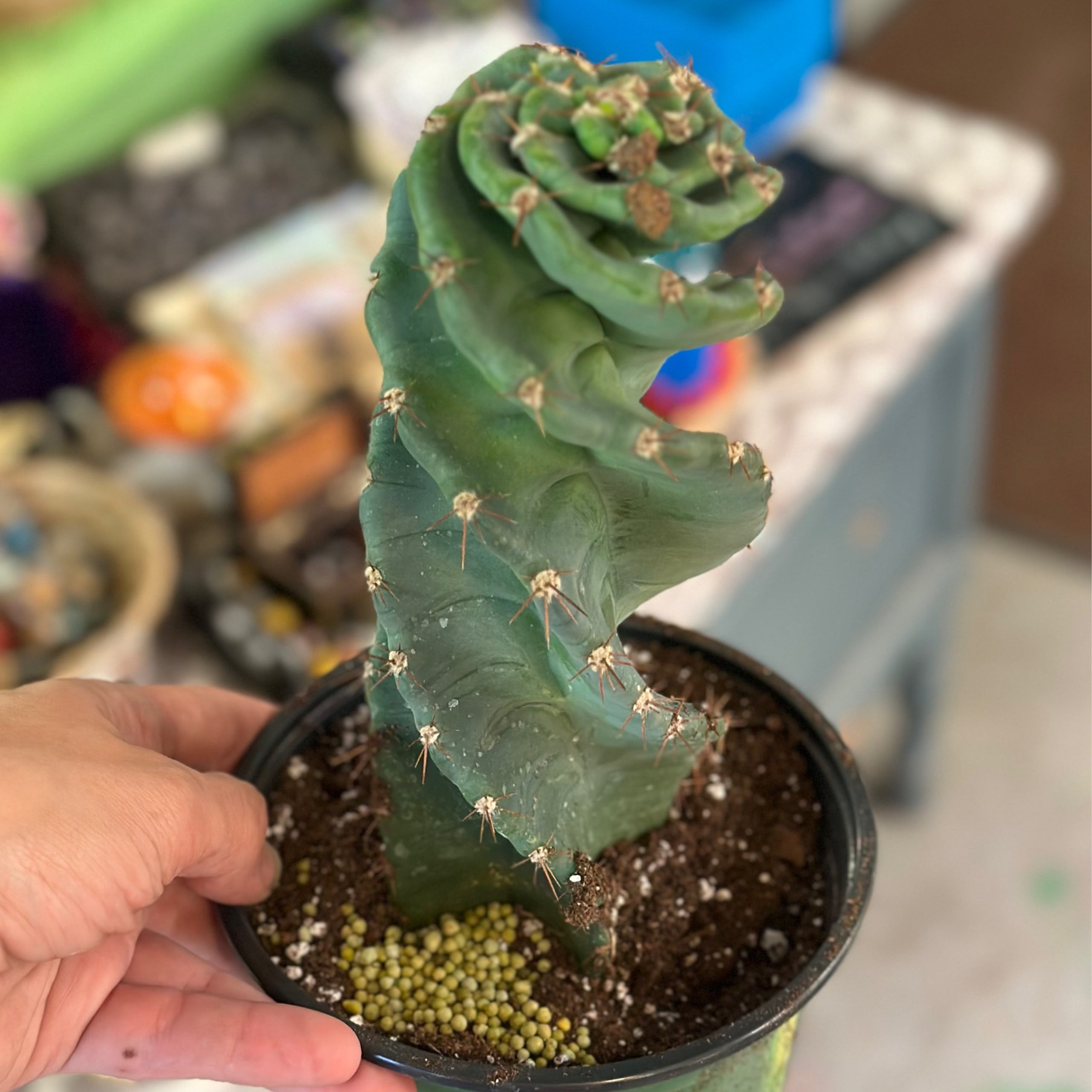Cactus Spiral