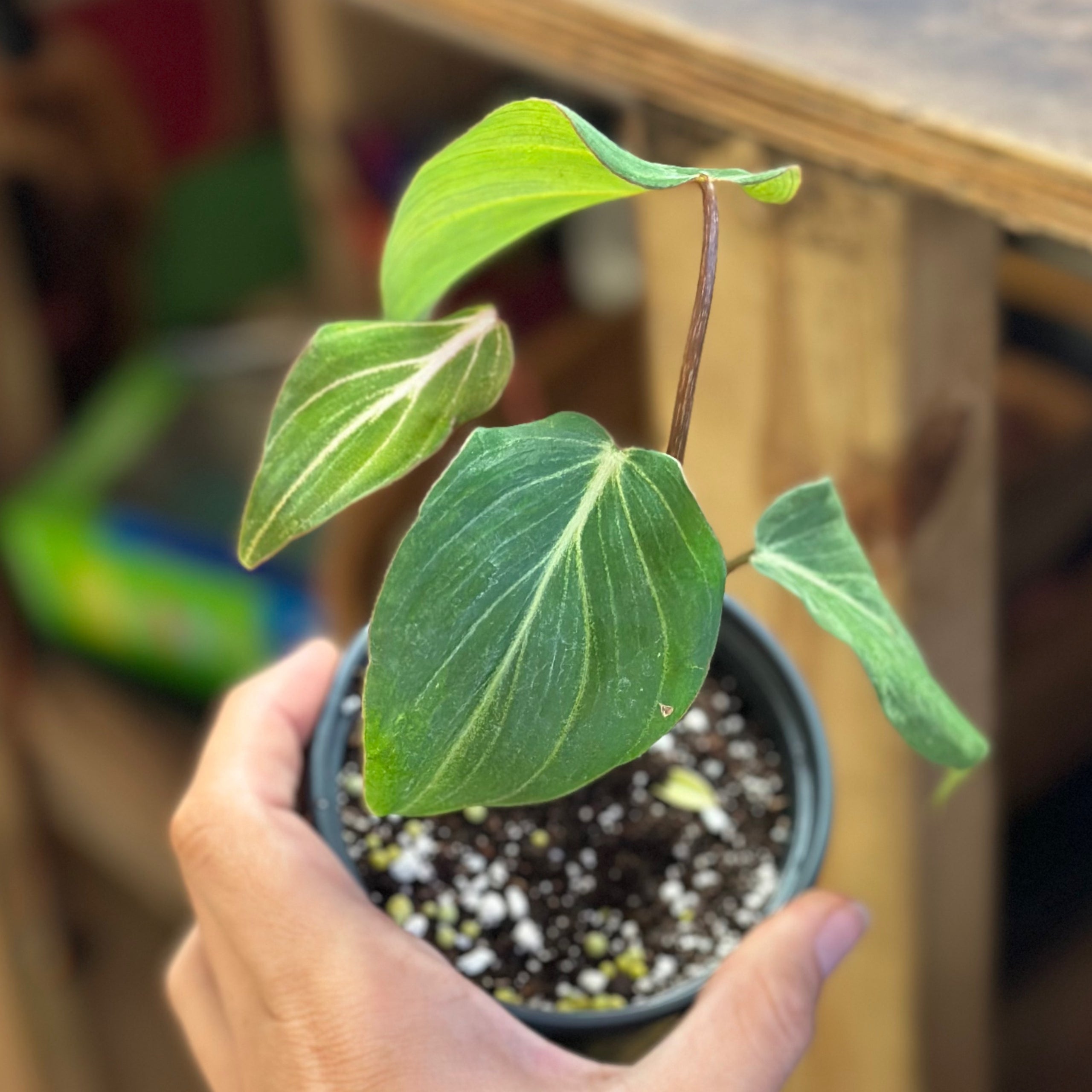 4" Philodendron Gloriosum Botany Tropicals