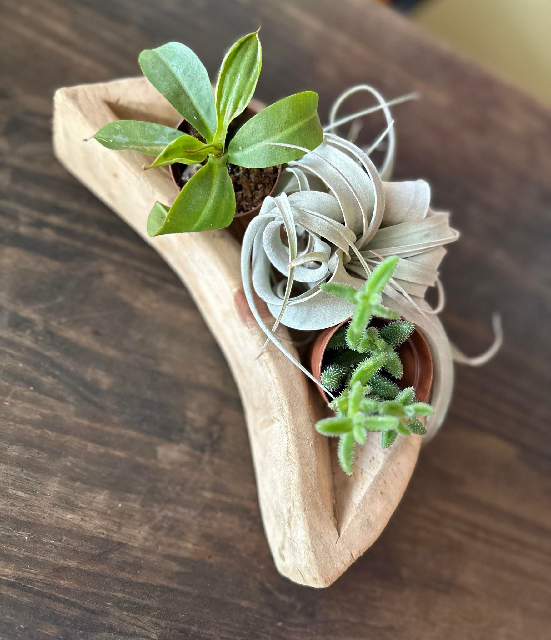 Botany Tropicals Subscription Box One Time Purchase Botany Tropicals