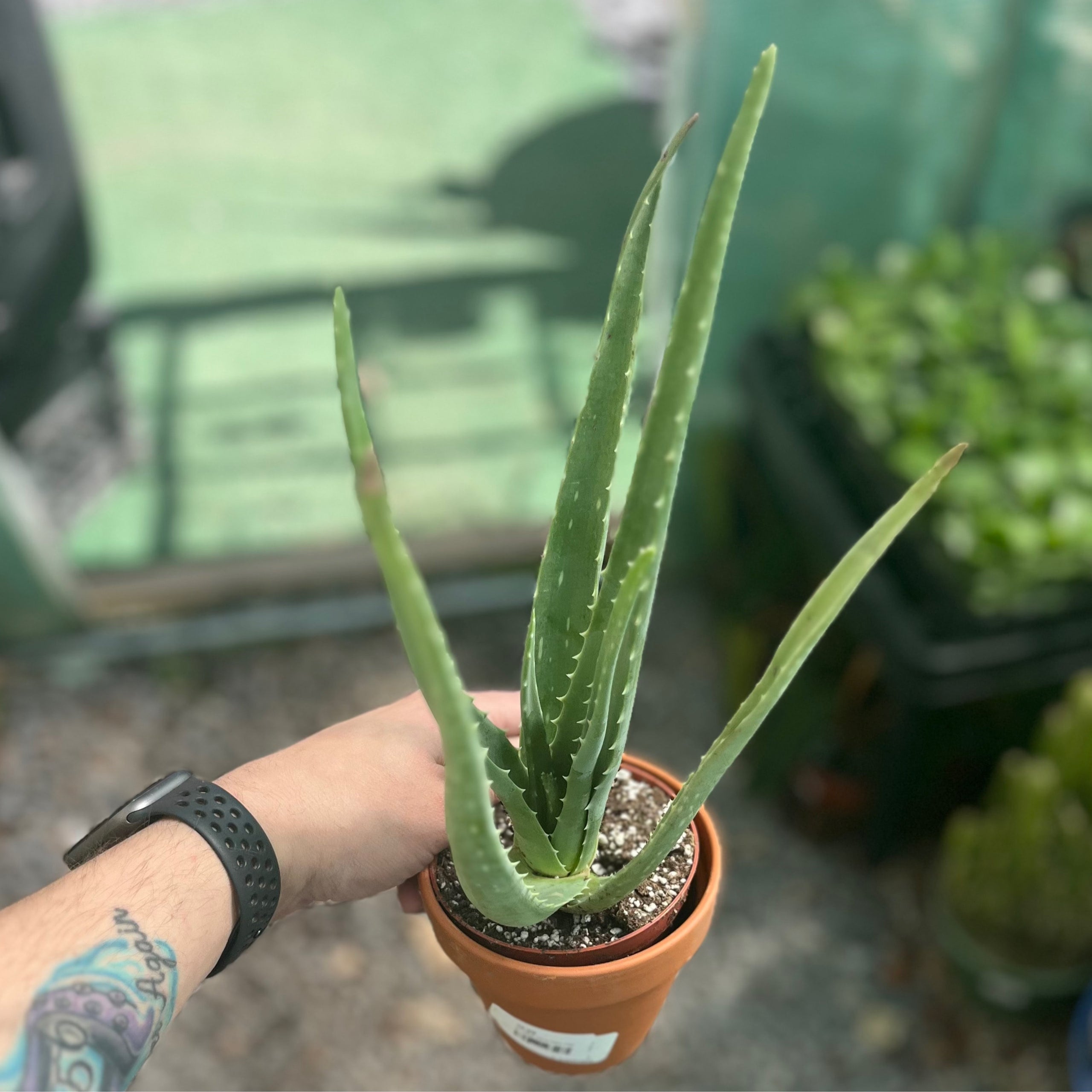 4-aloe-vera-clay-pot-botany-tropicals
